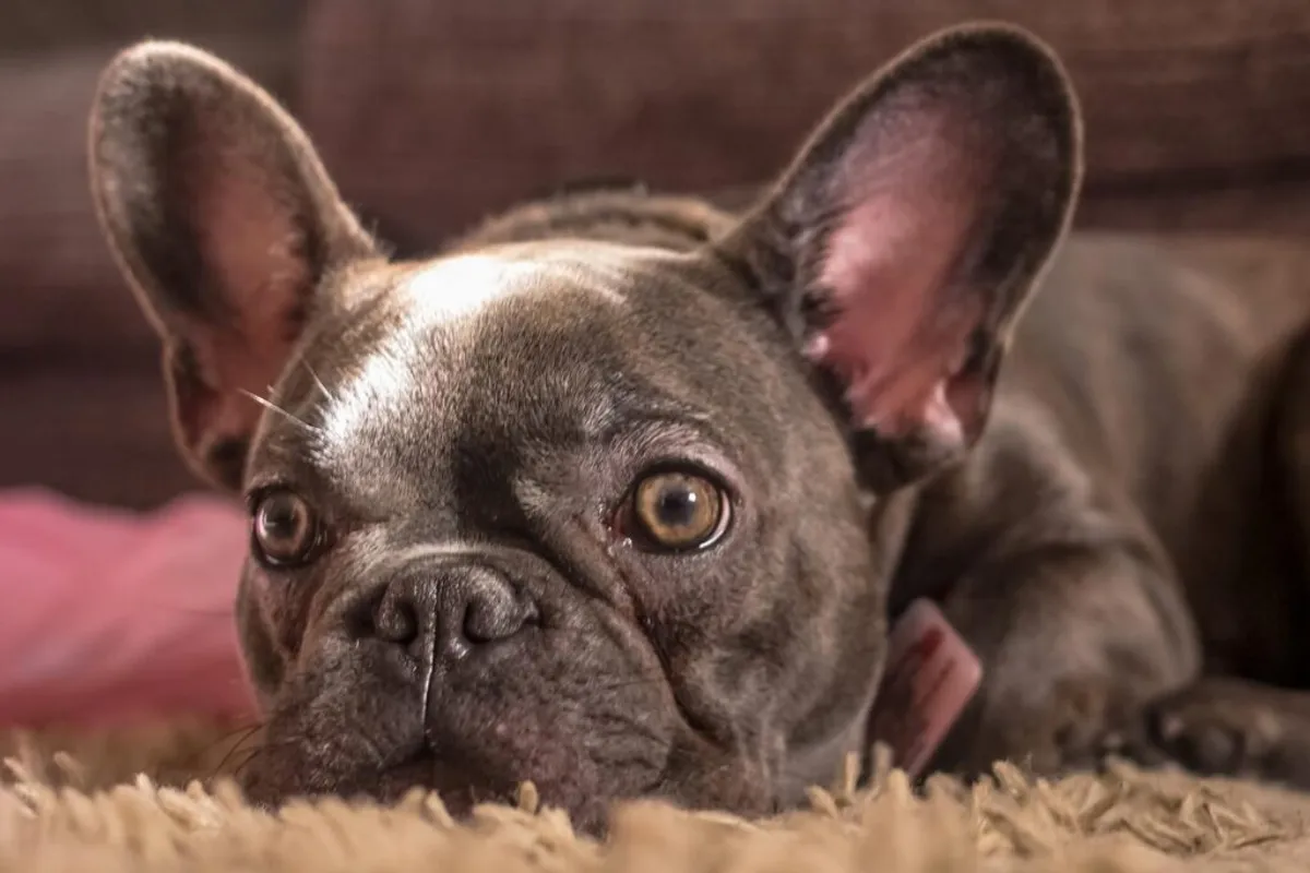 Close-up of a French Bulldog showing a cherry eye, a common health condition in the breed