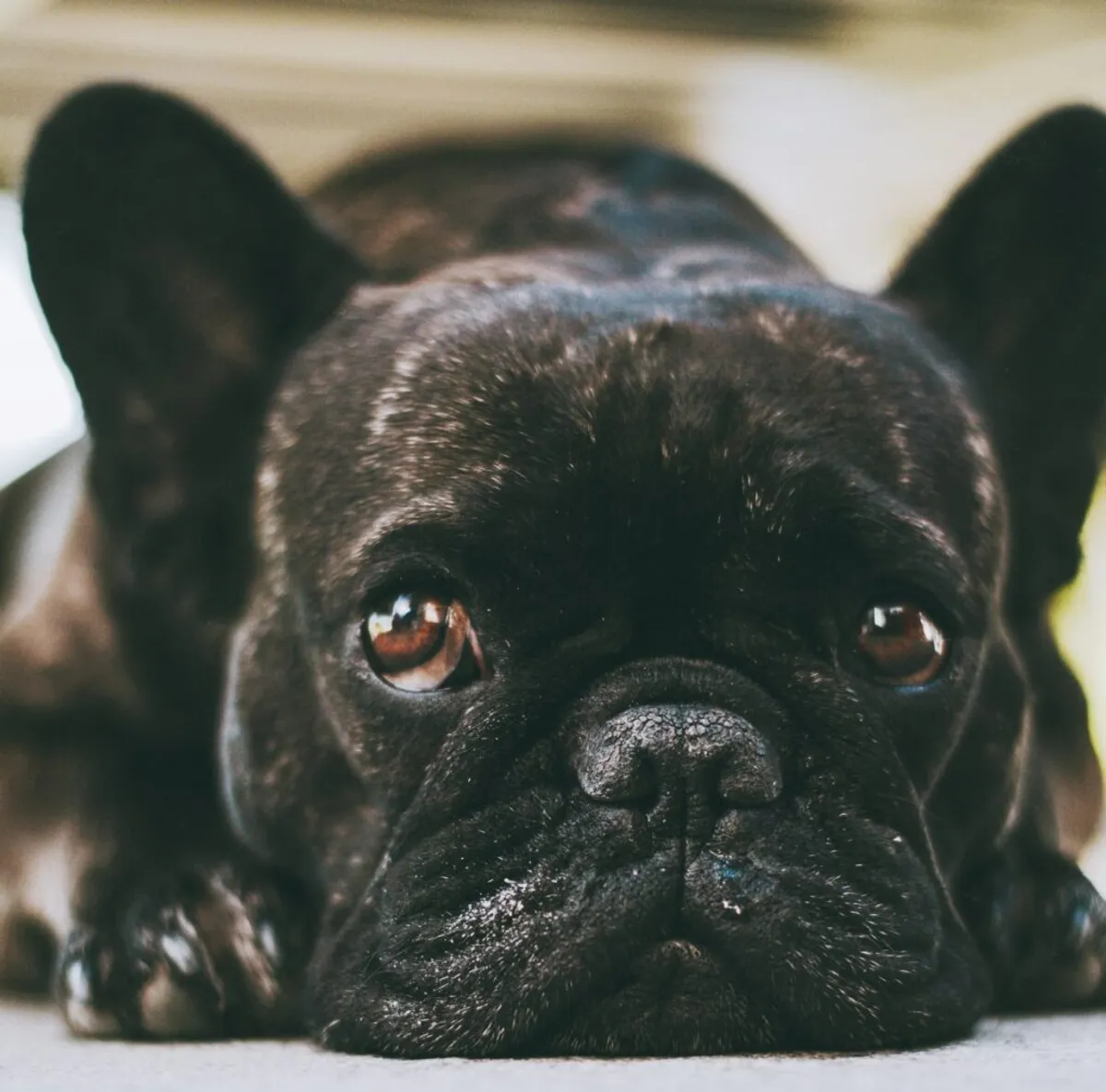 French Bulldog close-up illustrating the skin and fold areas that require careful grooming attention