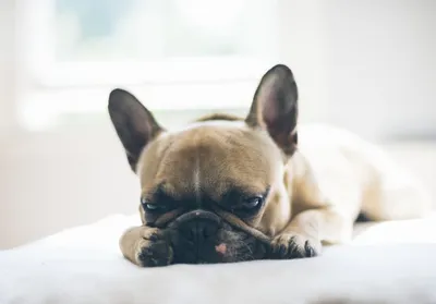 French Bulldog with an expressive face, illustrating the digestive considerations that drive food choices for the breed