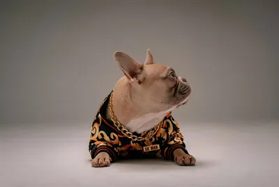 French Bulldog Lyla showing the relaxed, friendly expression typical of the breed