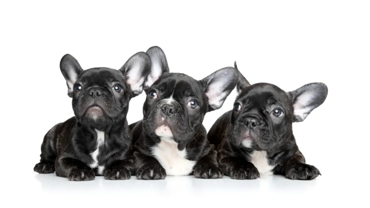 French Bulldog in a classic fawn coat, the most common KC-recognised colour