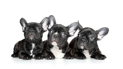French Bulldog in a relaxed sitting pose