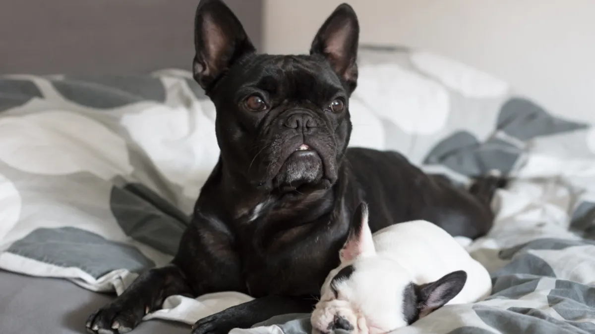 A litter of French Bulldog puppies together at a reputable breeder