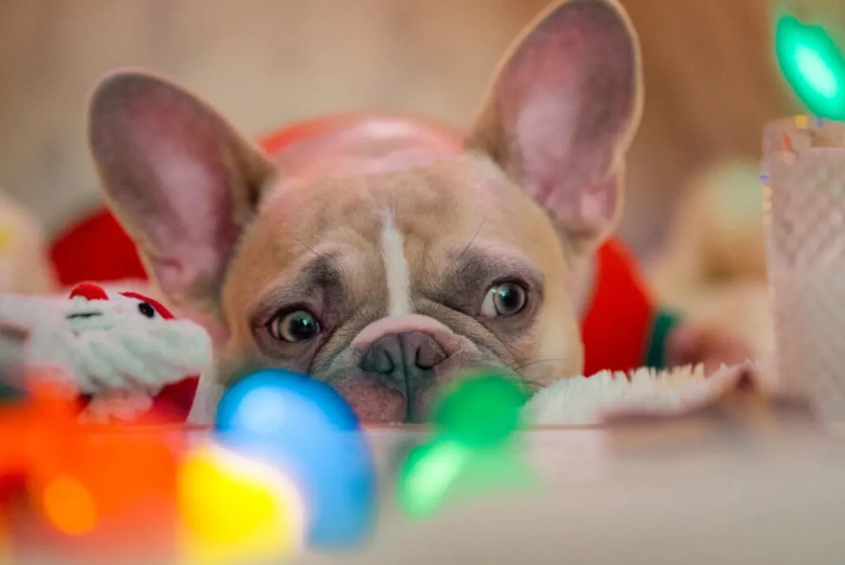 French Bulldog looking forlorn, capturing the breed's sensitivity and emotional expression