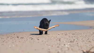 French Bulldog paddling in shallow water on a summer day