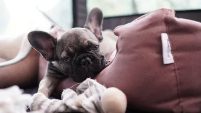 French Bulldog looking attentive, illustrating the engaged state that effective marker training produces